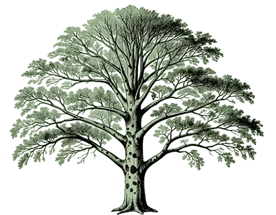 American Sycamore