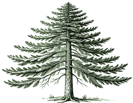 Douglas Fir