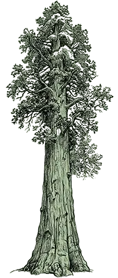 Giant Sequoia