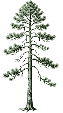 Loblolly Pine