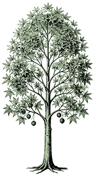 Sweetgum