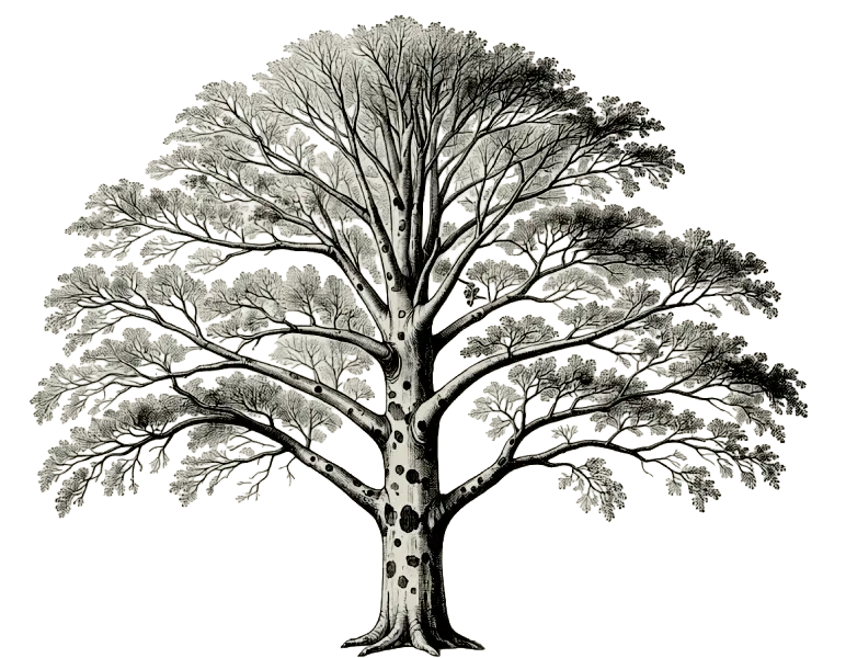 American Sycamore