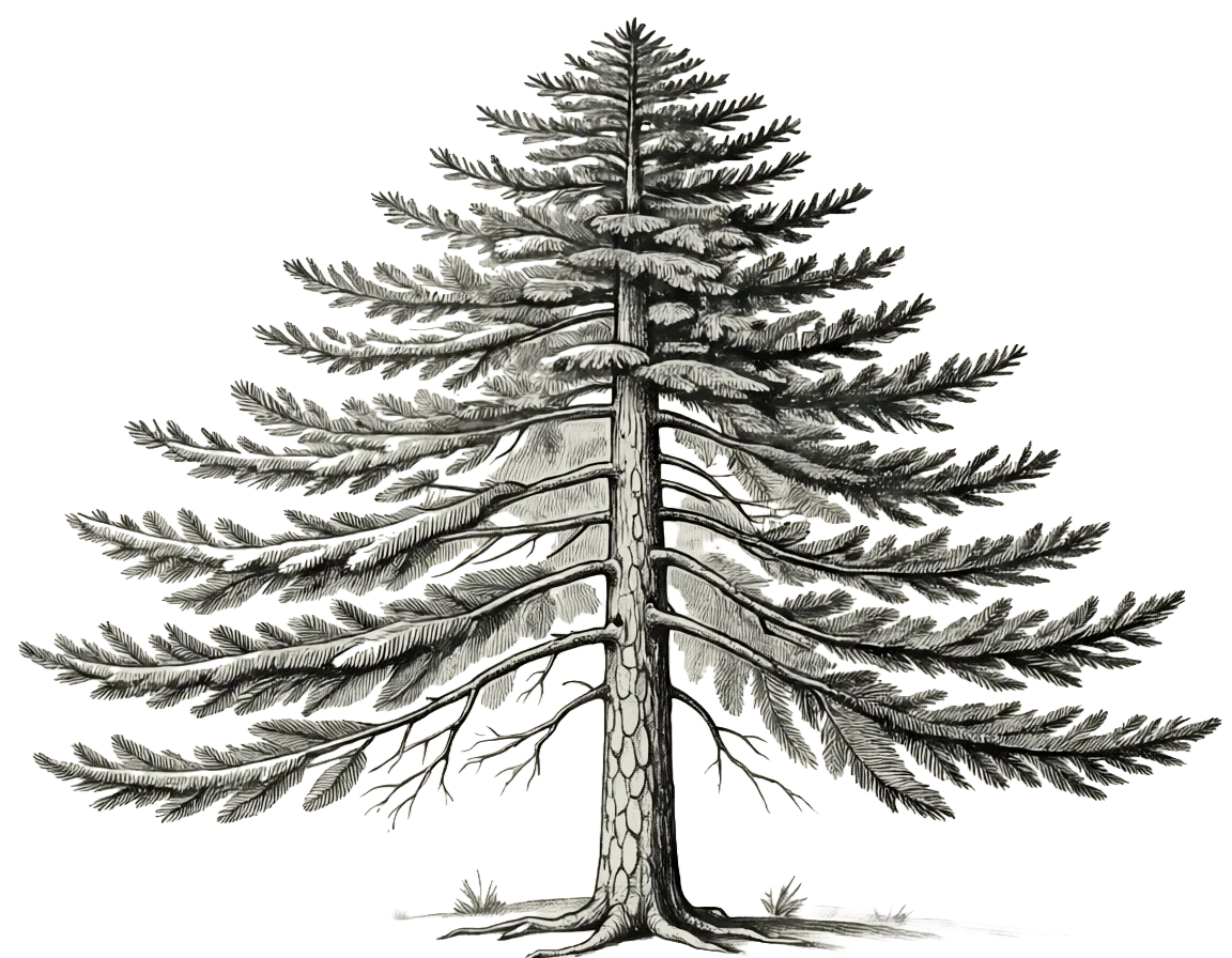 Douglas Fir