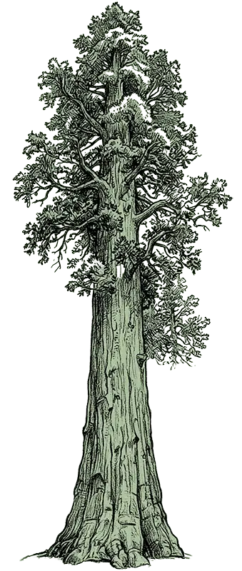 Giant Sequoia