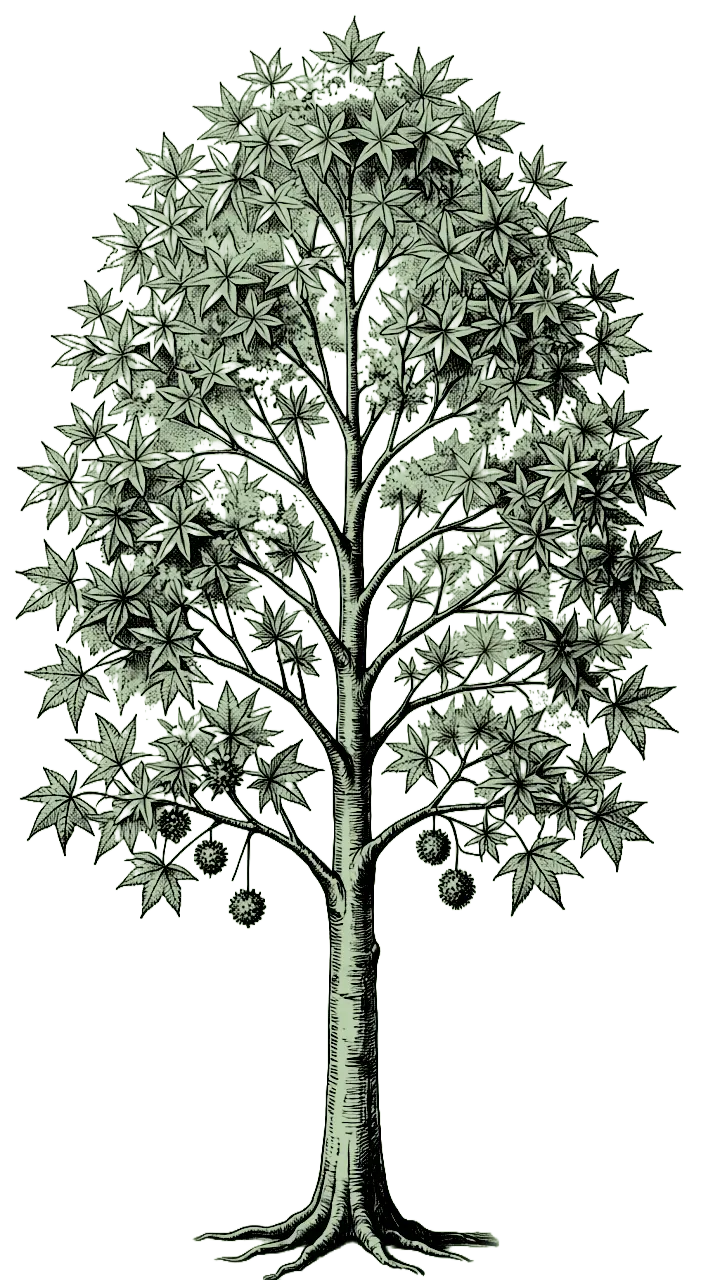 Sweetgum