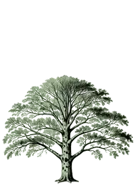 American Sycamore