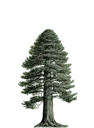 Coast Redwood