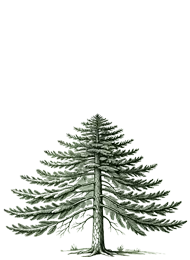 Douglas Fir