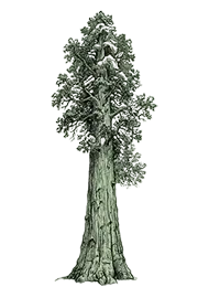 Giant Sequoia