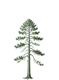 Loblolly Pine