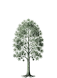 Sweetgum